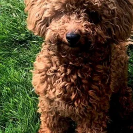 Toy Poodle