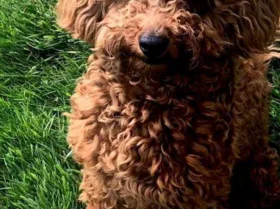 Toy Poodle
