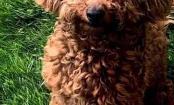 Toy Poodle