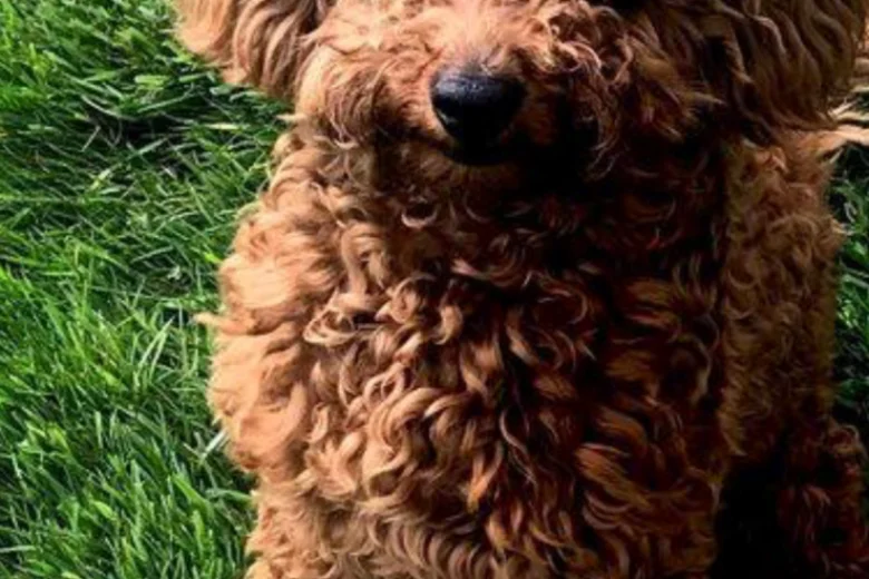 Toy Poodle