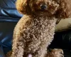 Toy Poodle