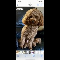 Toy Poodle