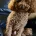 Toy Poodle