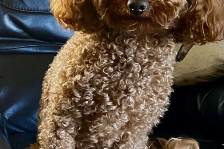 Toy Poodle