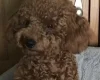Toy Poodle