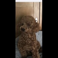 Toy Poodle