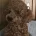 Toy Poodle