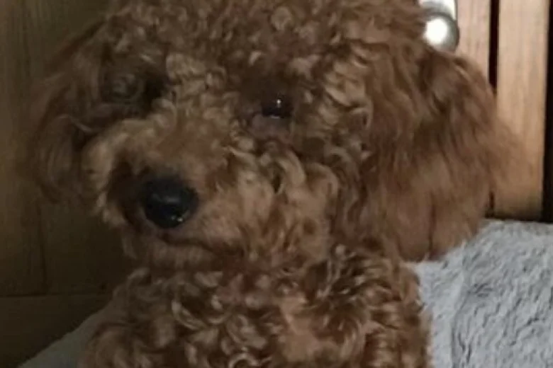 Toy Poodle