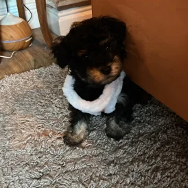 Yorkiepoo