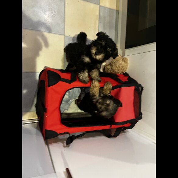Yorkiepoo