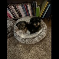 Yorkiepoo