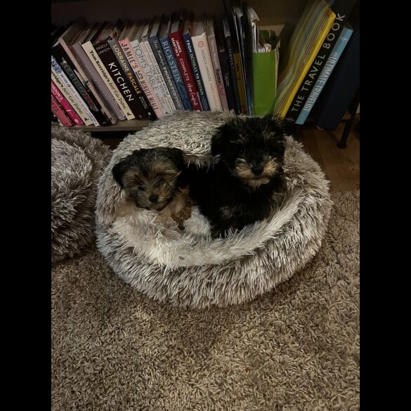 Yorkiepoo