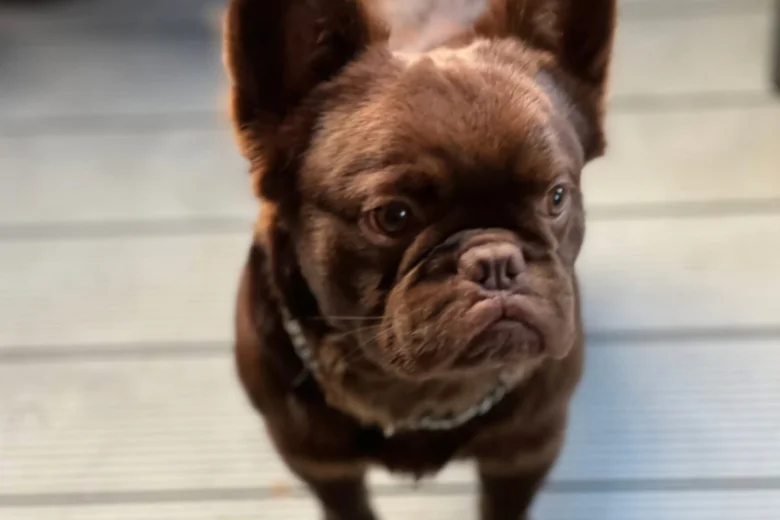 French Bulldog