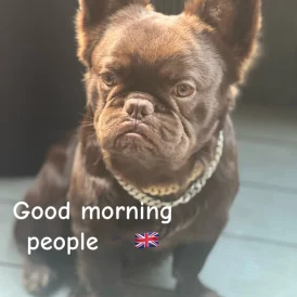 French Bulldog