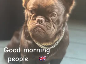 French Bulldog