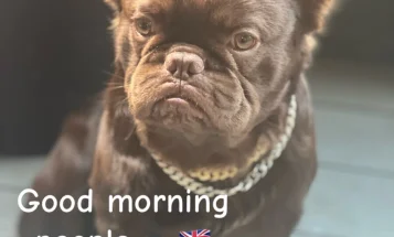 French Bulldog