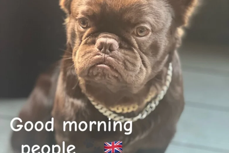 French Bulldog