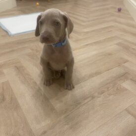 Weimaraner - Both