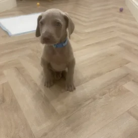 Weimaraner - Both