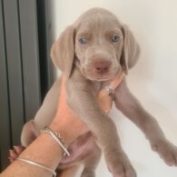 Weimaraner - Both