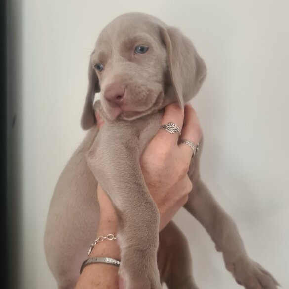 Weimaraner - Both
