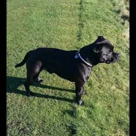 Staffordshire Bull Terrier - Both