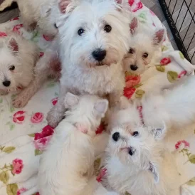 West Highland White Terrier - Both