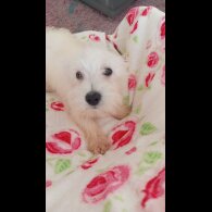 West Highland White Terrier - Both