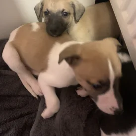 Whippet - Both