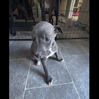 Whippet - Both