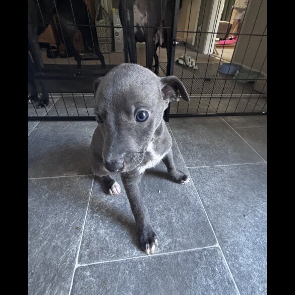 Whippet - Both