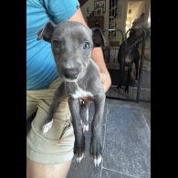 Whippet - Both