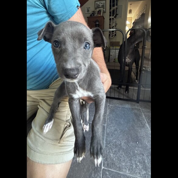 Whippet - Both