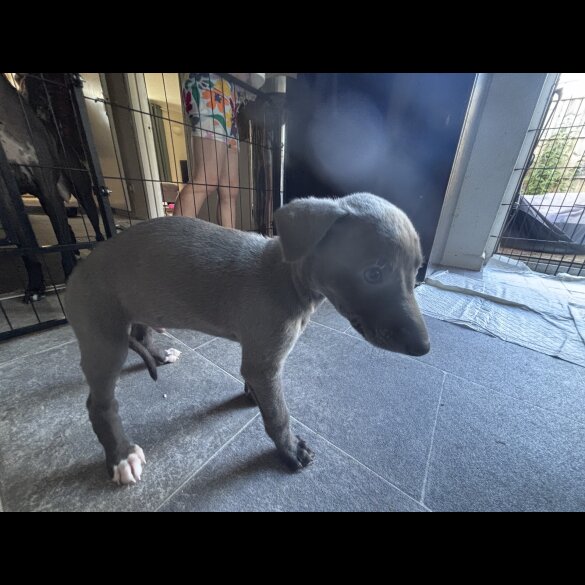 Whippet - Both