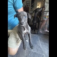 Whippet - Both