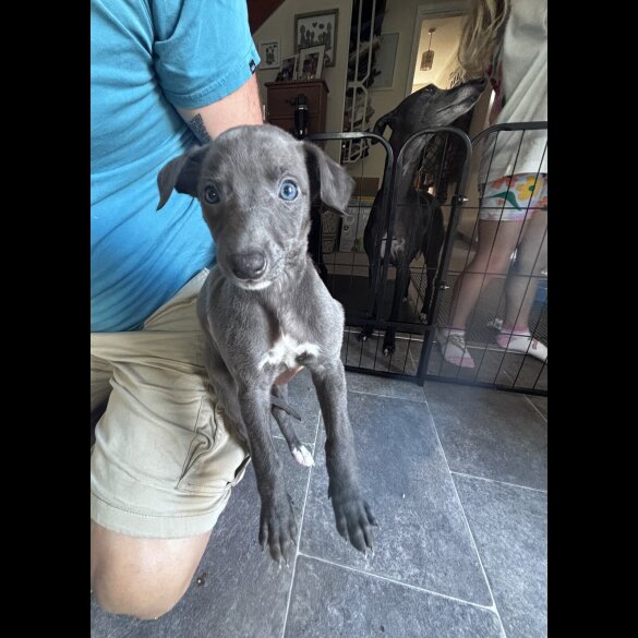 Whippet - Both