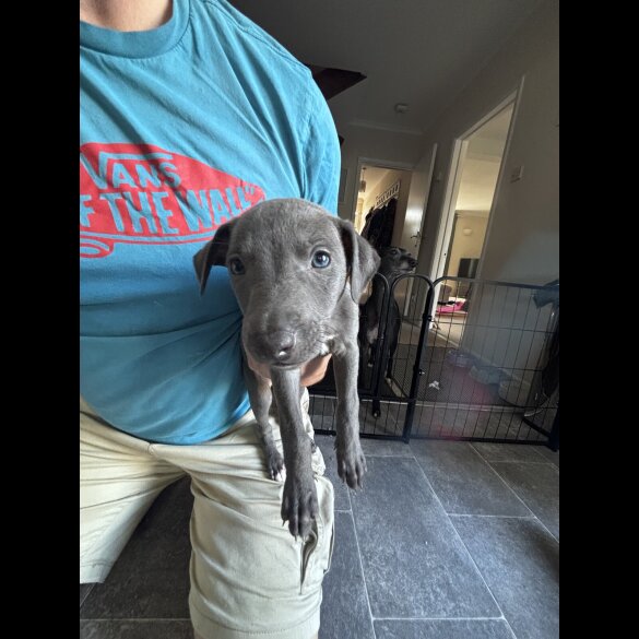 Whippet - Both