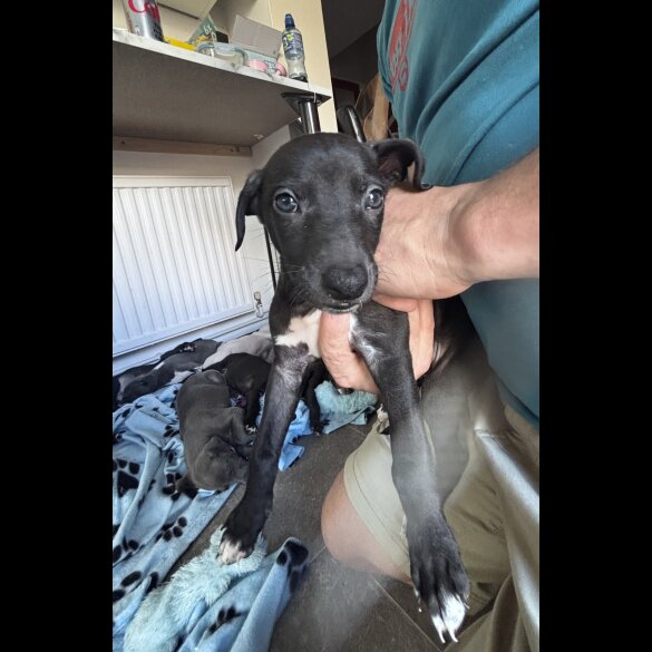 Whippet - Both