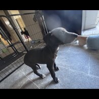 Whippet - Both