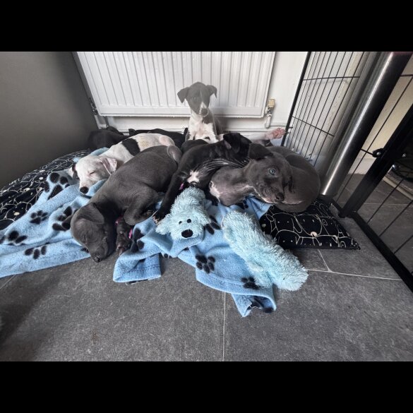 Whippet - Both
