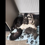 Whippet - Both