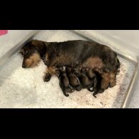 Dachshund (Standard &amp; Miniature) - Both