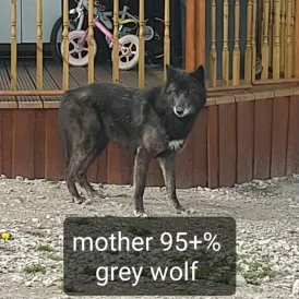 Saarloos Wolfdog - Bitches