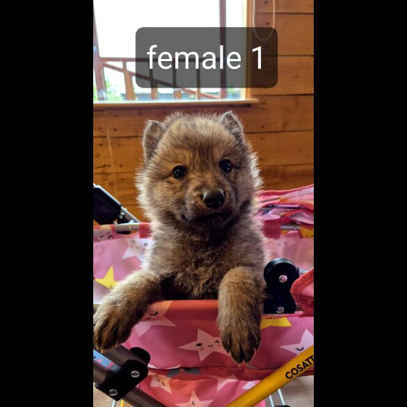 Saarloos Wolfdog - Bitches