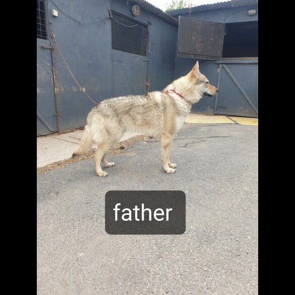 Saarloos Wolfdog - Bitches