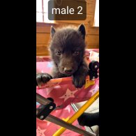 Saarloos Wolfdog - Bitches