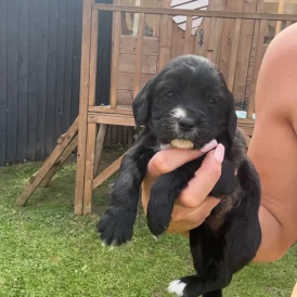 Cocker Spaniel (Working &amp; Show) - Both