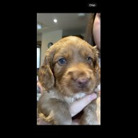 Cocker Spaniel (Show) - Both