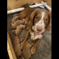 Cocker Spaniel (Show) - Both