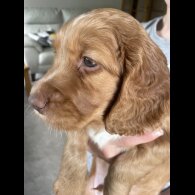 Cocker Spaniel (Show) - Both